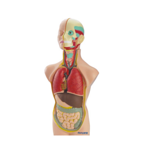 Juego miniland anatomia...